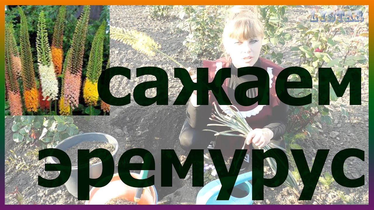 ЭРЕМУРУС посадка выращивание уход вредители болезни подкормка размножение эремуруса