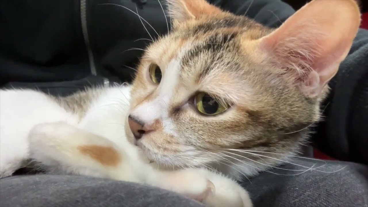 With my cats Feb19 2026 @frankip023 #cat #貓咪日常