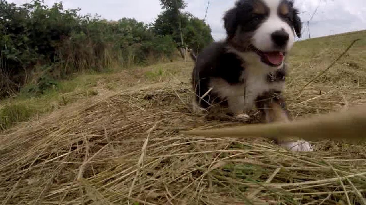 Australian Shepherd Puppies - 7 weeks - Skayes
