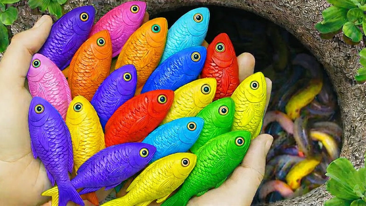 I Found Strange Ornamental Catfish, German Blue Ram, Betta Fish, Guppy Fish