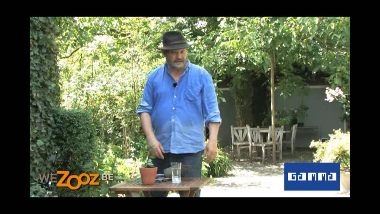 Fuchsia stekken | Tuinvideo's | GAMMA België