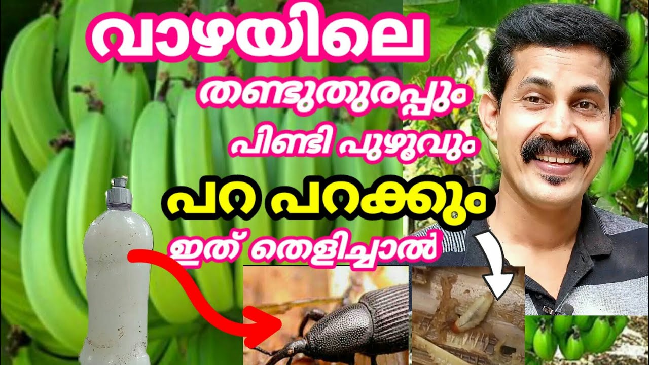 വാഴകൃഷി ചെയ്യുന്നവർ ഇനിയെങ്കിലും അറിയണം ഈ ജൈവ കീടനാശിനി/ banana farming tips/ vazha krishi