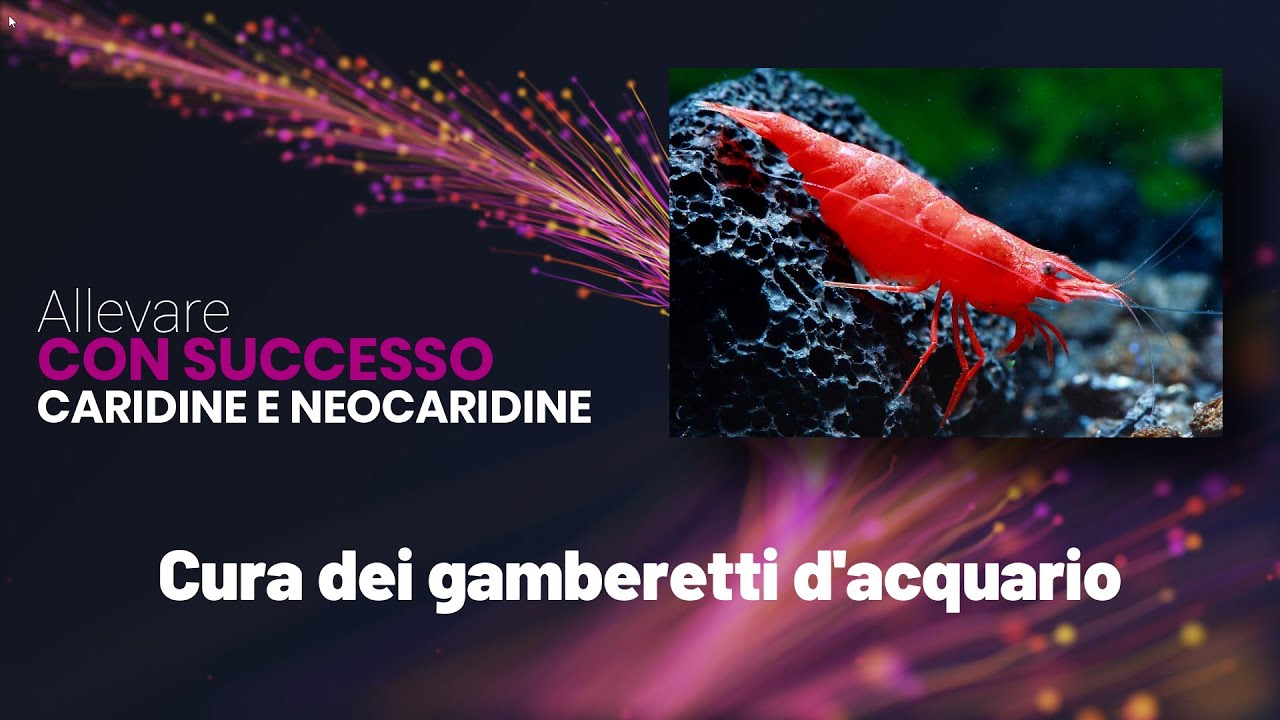 ALLEVARE CON SUCCESSO CARIDINE E NEOCARIDINE | GUIDA ALLA CURA DEI GAMBERETTI ORNAMENTALI D'ACQUARIO