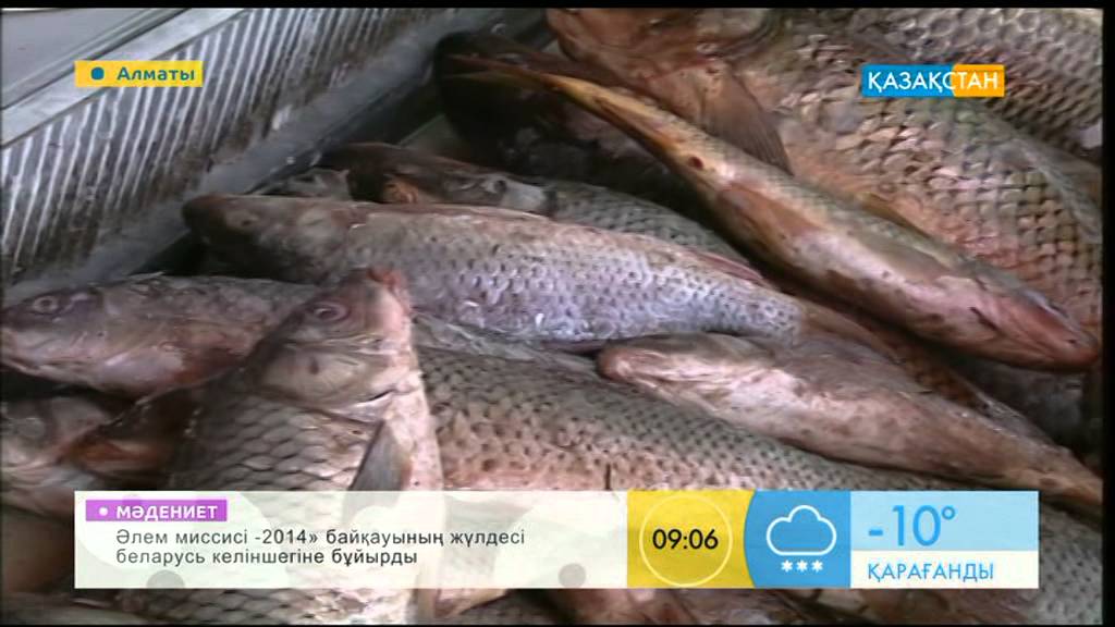 Балық етінің пайдасы