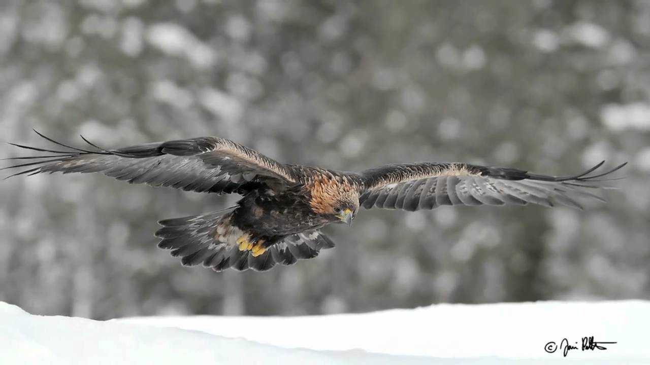 Golden Eagle (Aquila chrysaetos) photography (Golden Eagle photography from hide)