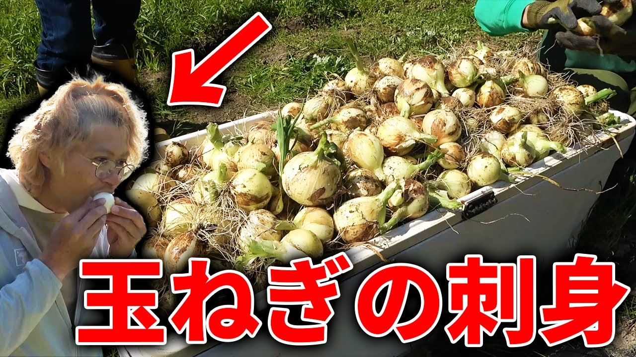 【山復興＃247】1000個の玉ねぎを収穫してそのまま生で食べてみたら・・・！