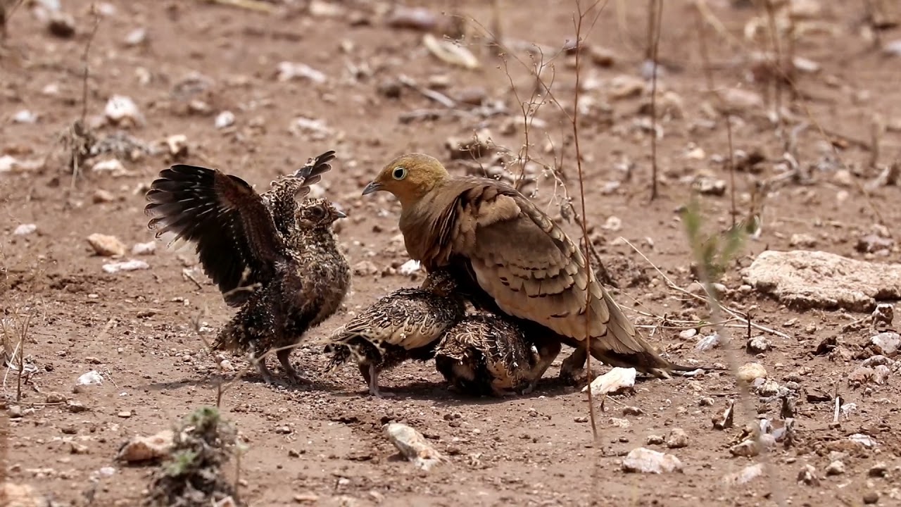 chestnut bellied Sandgrouse male water feeding behavior.