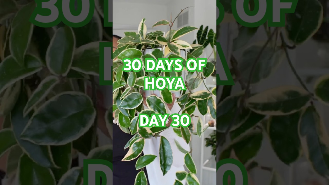 Hoya Carnosa Krimson Queen #hoya #plants #houseplants #plantcare #indoorgardening