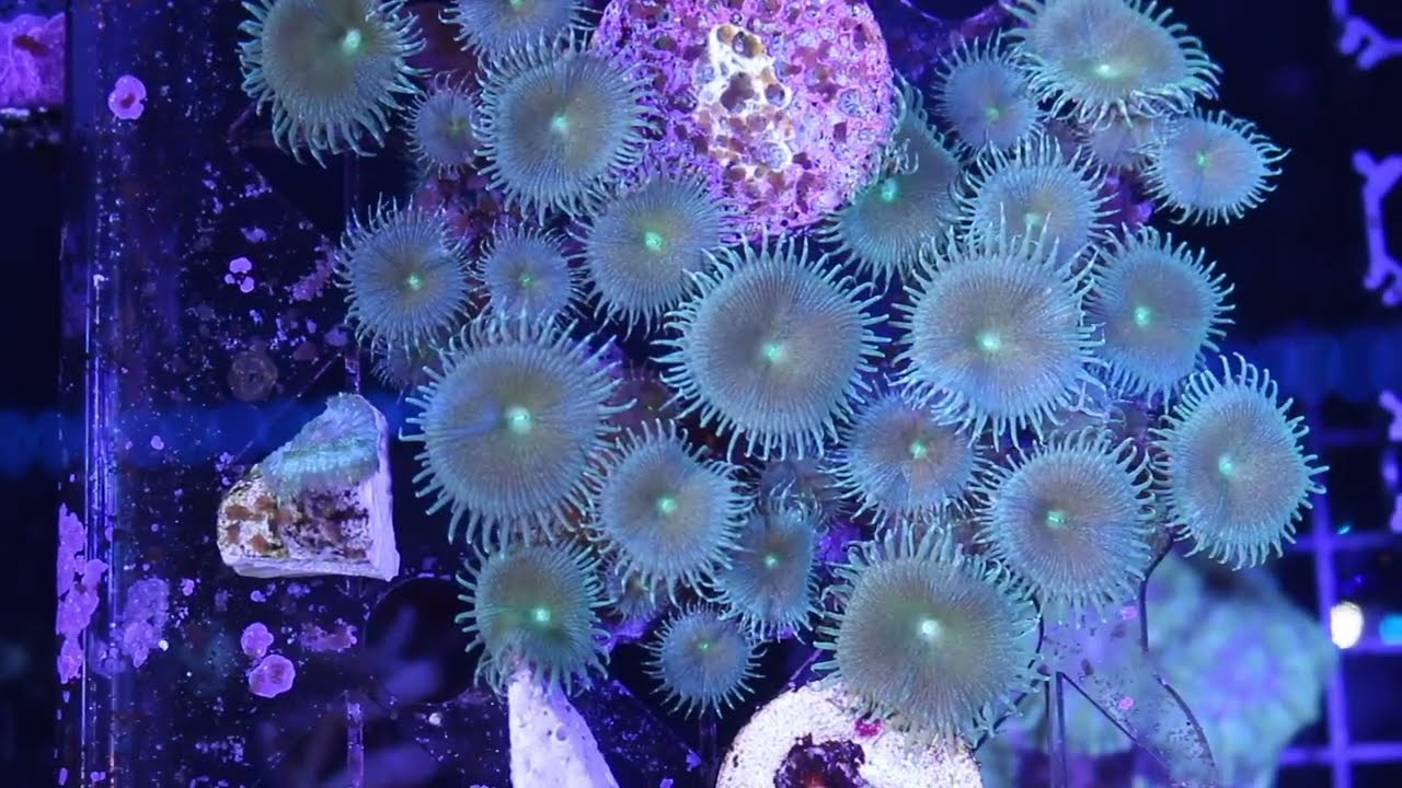 CORALES duros y CORALES blandos más y menos iluminación en un ACUARIO MARINO 💡