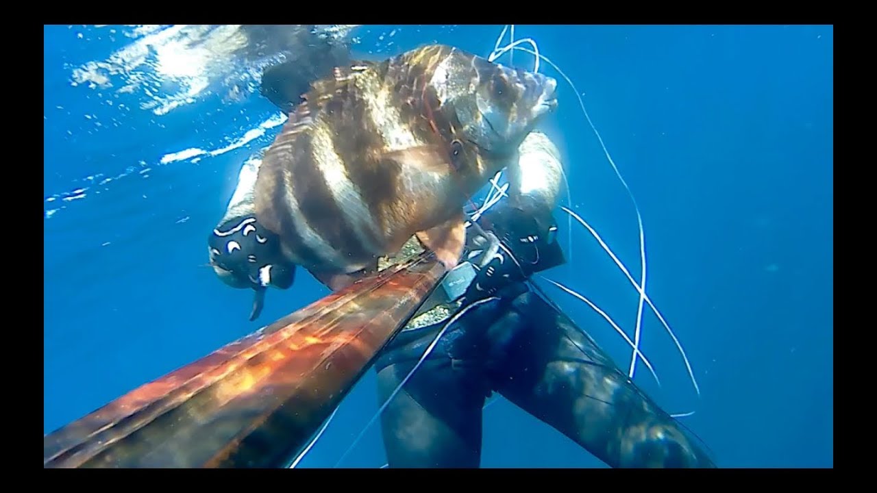 Sargo Soldado - Abellan Robalo 95