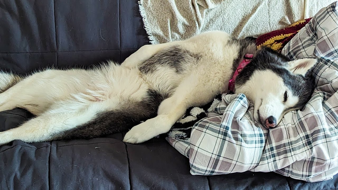 This Husky Thinks She's a People! Here's Proof!