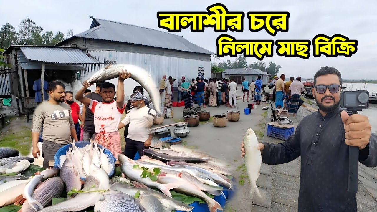 বালাশীর চরে নিলামে নদীর মাছ বিক্রি।। Gaibandha balashir ghat।। fishing vlog video।। 