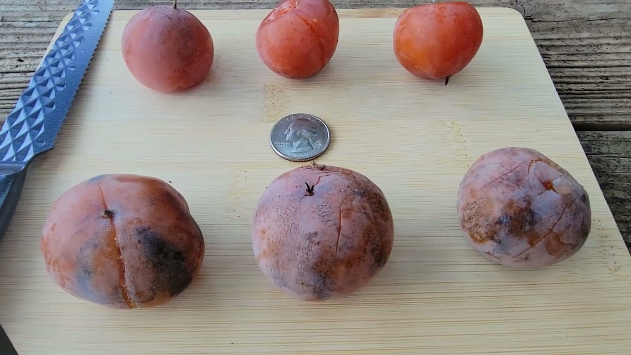 Persimmon Review and History Meader and Osage American Persimmons