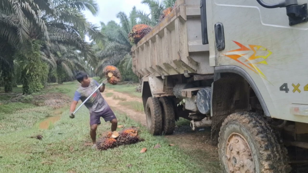 Muat buah sawit langsung petak dari bawah