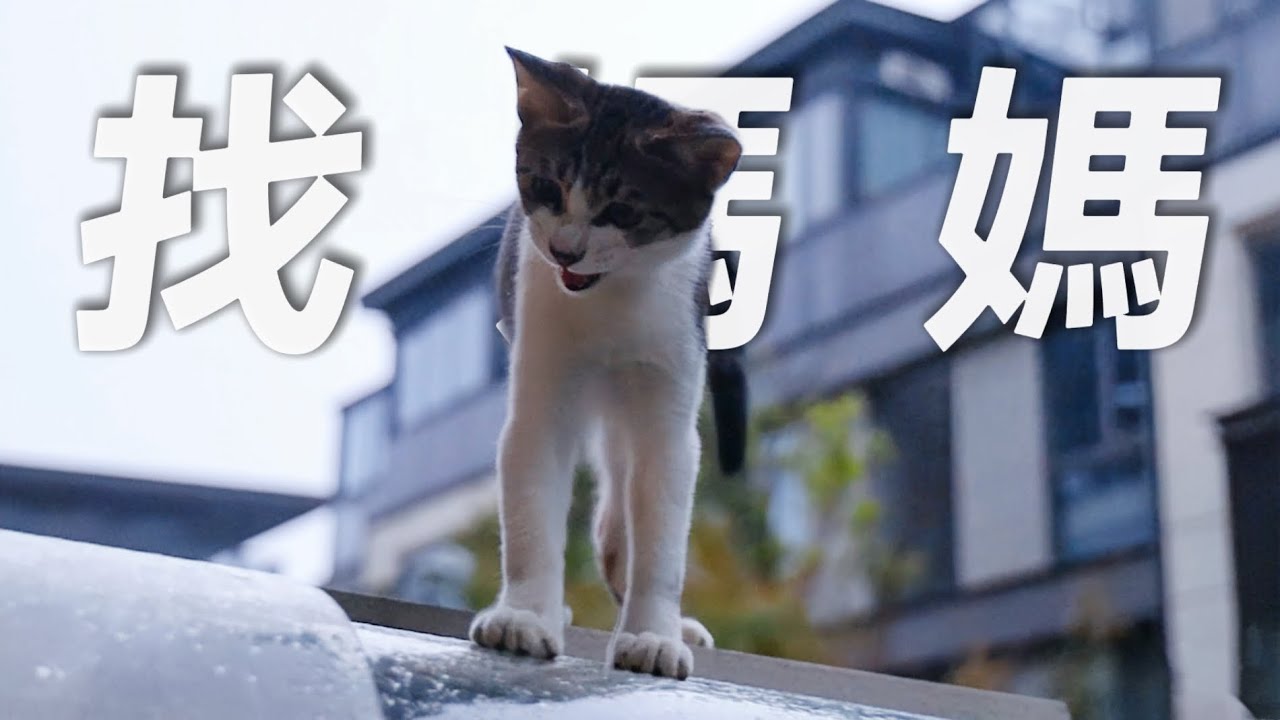 浪貓媽媽突然失蹤，6隻小奶貓淋著暴雨四處找尋｜李喜猫