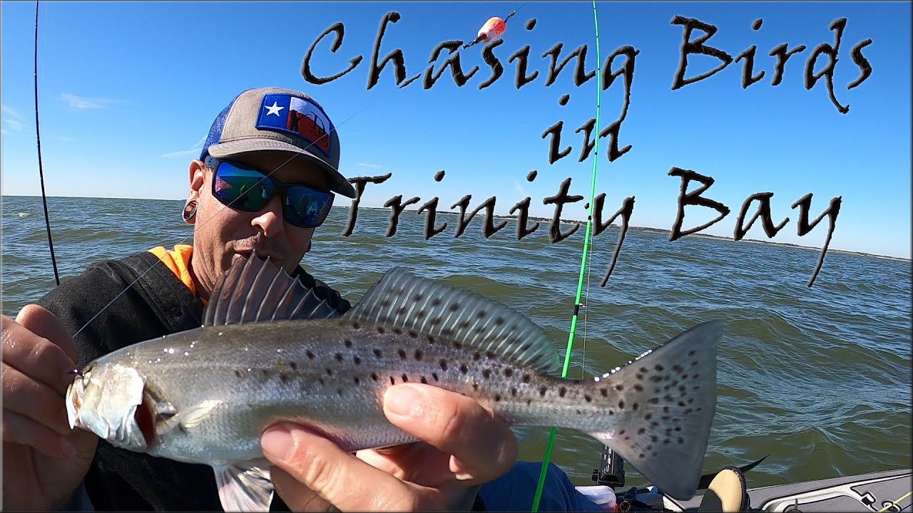 Chasing Birds in Trinity Bay