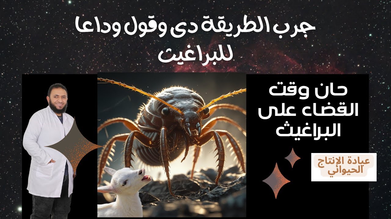 أفضل طريقة للقضاء على البراغيث فى الماعز نهائيا