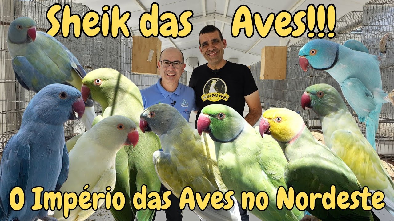 O ESPETÁCULO E O SURPREENDENTE SHEIK DAS AVES!!!
