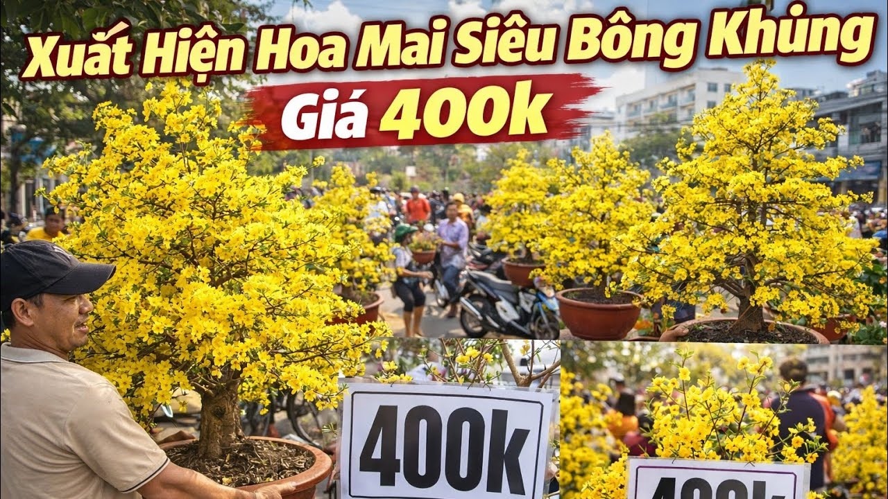 Xuất hiện Hoa Giấy 60K, Mai Vàng Siêu Bông Gốc Khủng Giá 300,  400K, 500K Tại Chợ Hoa Bến Bình Đông