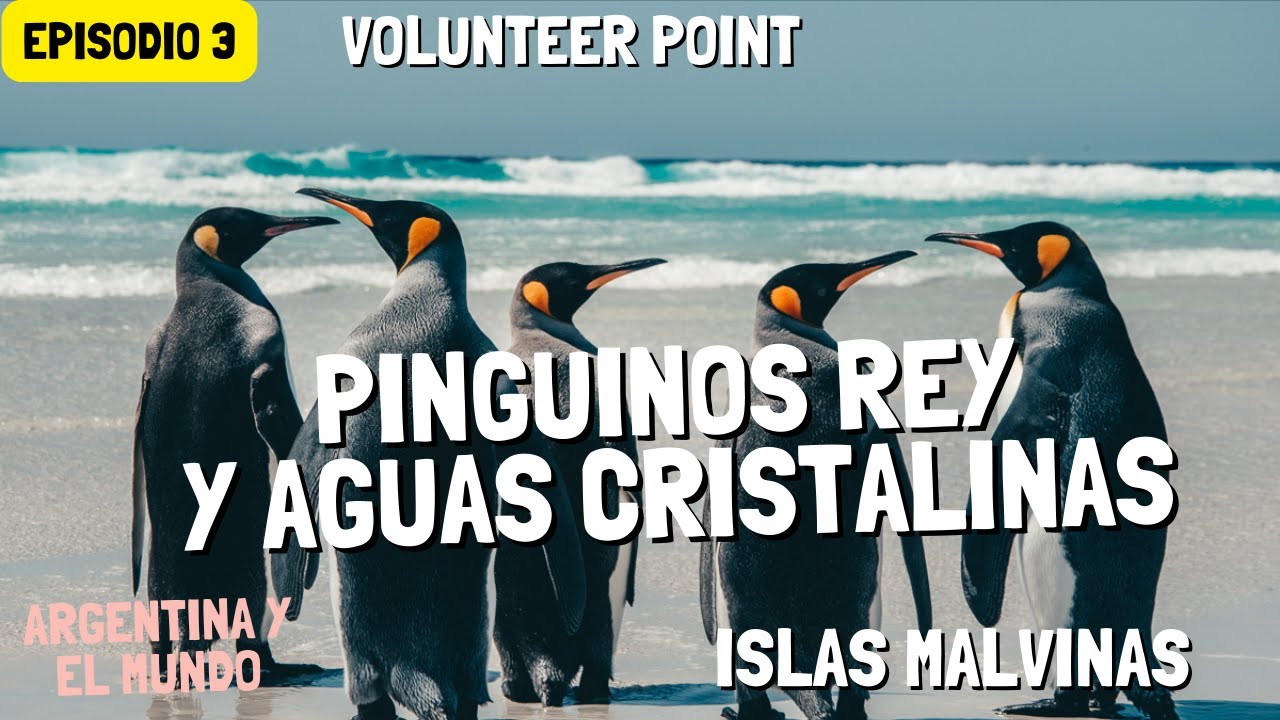 VOLUNTEER POINT: Pingüinos gigantes y playas del caribe en las ISLAS MALVINAS #3