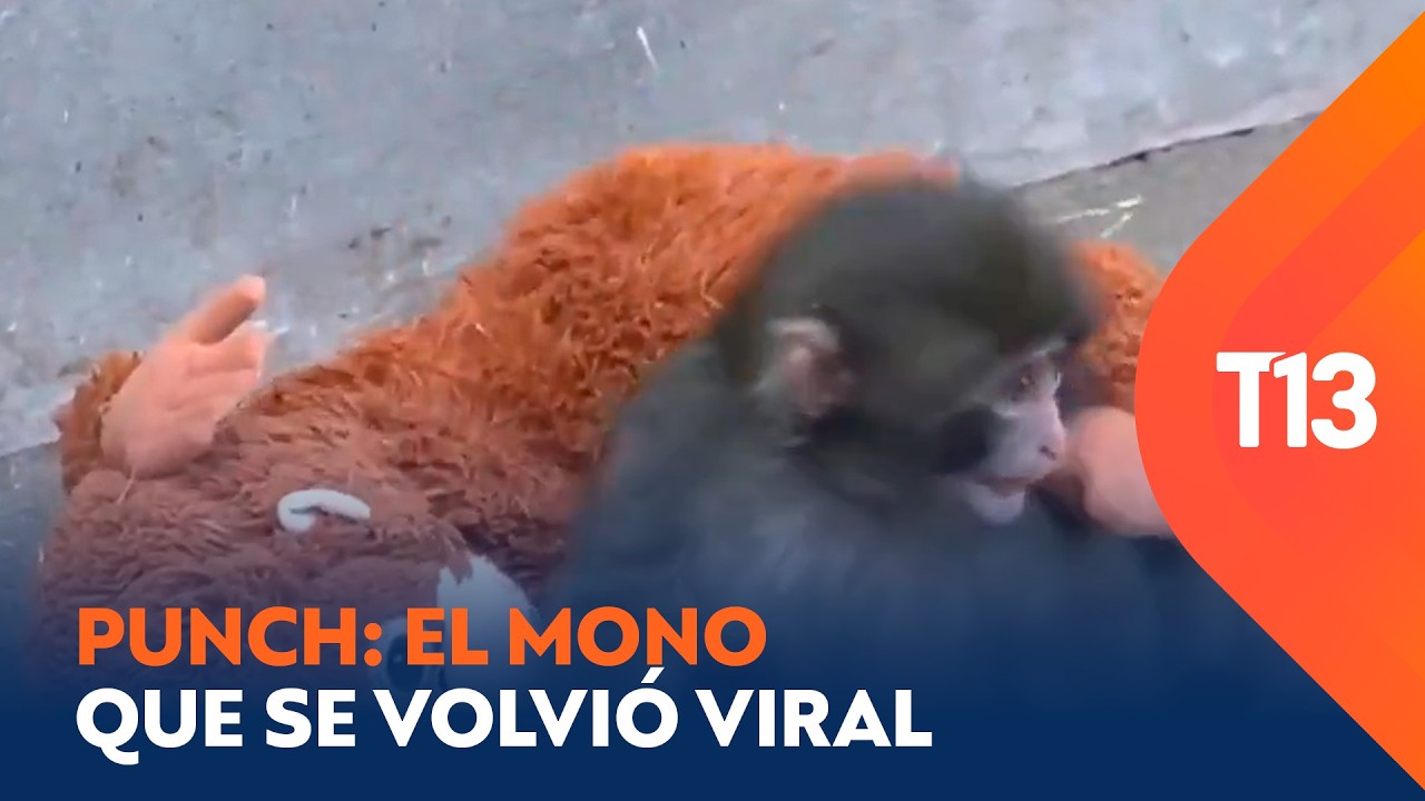 Punch: El mono huérfano que se volvió viral