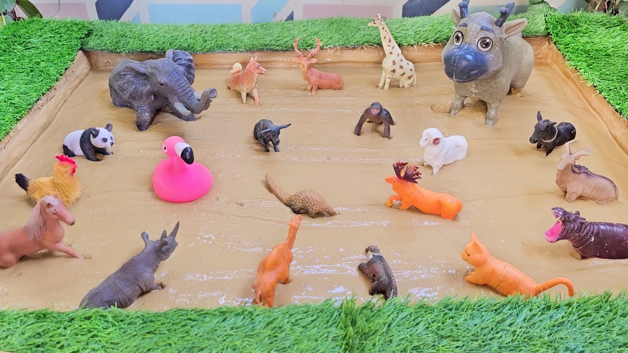The Inspiring Expedition to Rescue Rainforest Animals and Discovering the Wild!