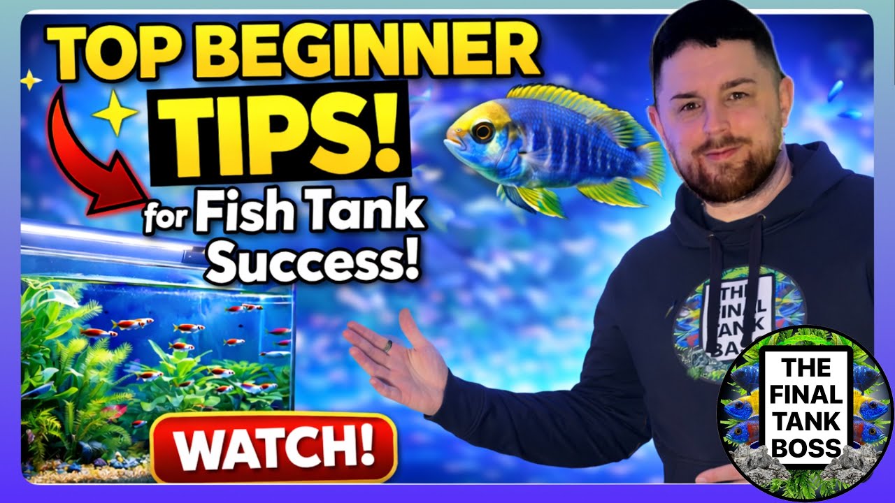 New to Fishkeeping? Here’s What I Wish I Knew!