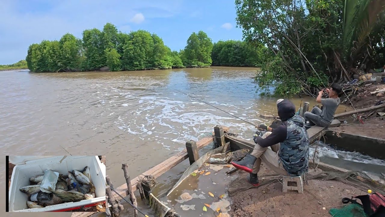 Câu cá tráp ở bến tre trúng ngày cá chịu ăn giực mê luôn |Lure |Fishing