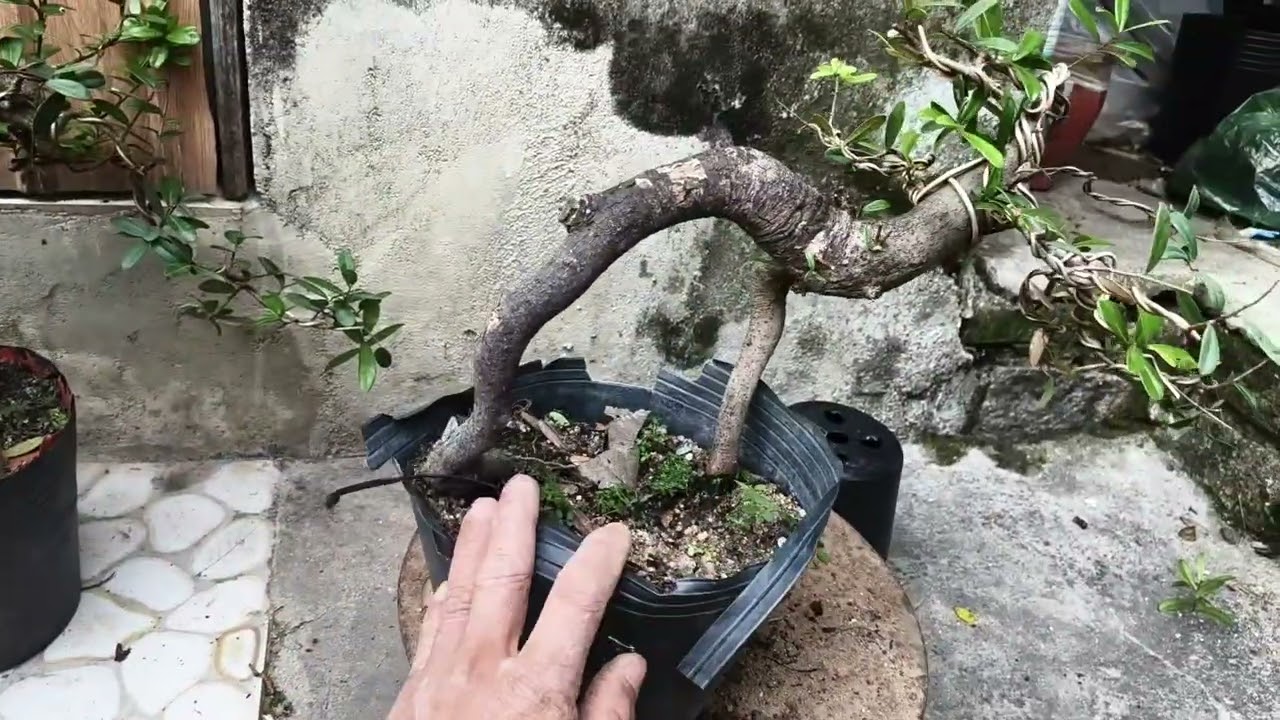SAM TRÁI HẢI CHÂU GIÁ RẺ  NGÀY 23/1#0344158431 