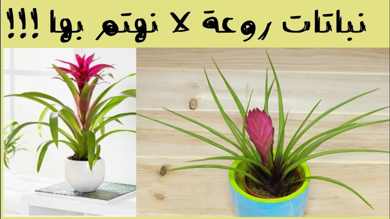 نباتات زينة صبورة و جميلة لا نهتم بها: تيلاندسيا و الجوزمانيا Guzmania, tillandsia