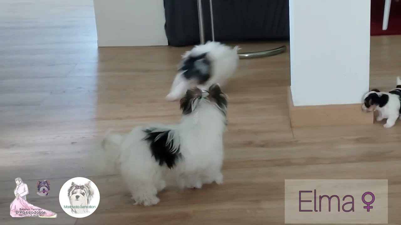 Evolución Biewer Terrier, 4 meses