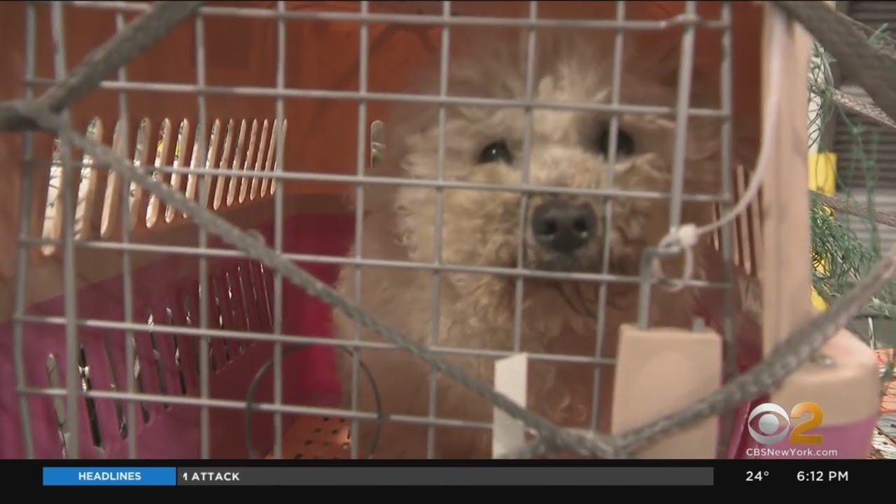 100 Rescued Dogs Arrive At JFK Airport