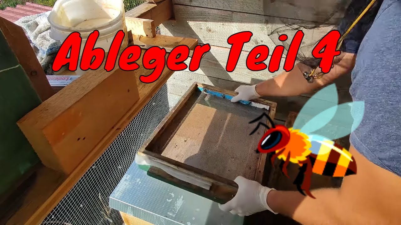 Bienen Ableger Teil 4 Was machen die Damen