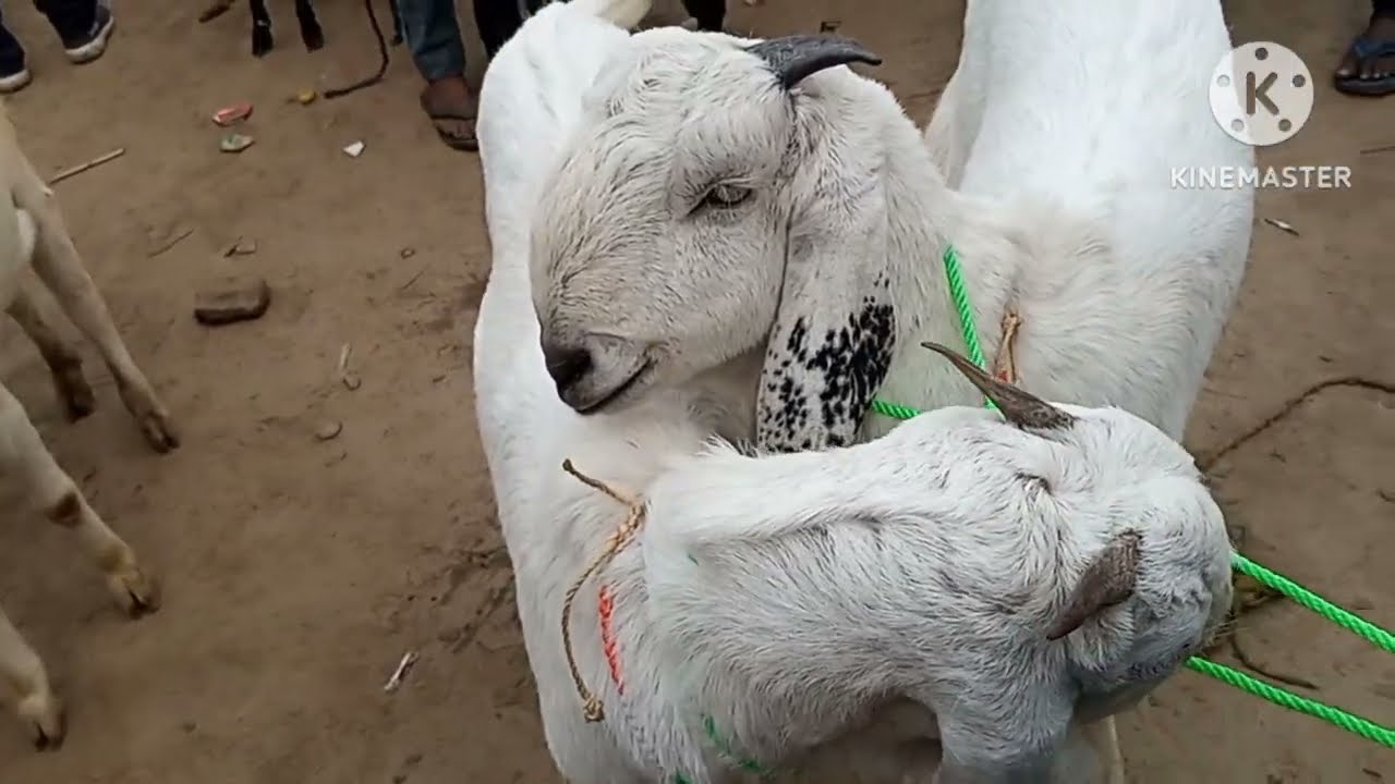 सस्ता बकरा चाहिए तो दिलदारनगर मंडी में आए दिलदारनगर जिला (गाज़ीपुर) उत्तर प्रदेश. 
