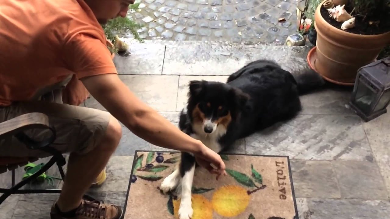 Australian Shepherd Cleos Hundetricks 2014 - Ein Rückblick auf ein Jahr Happy Galeo