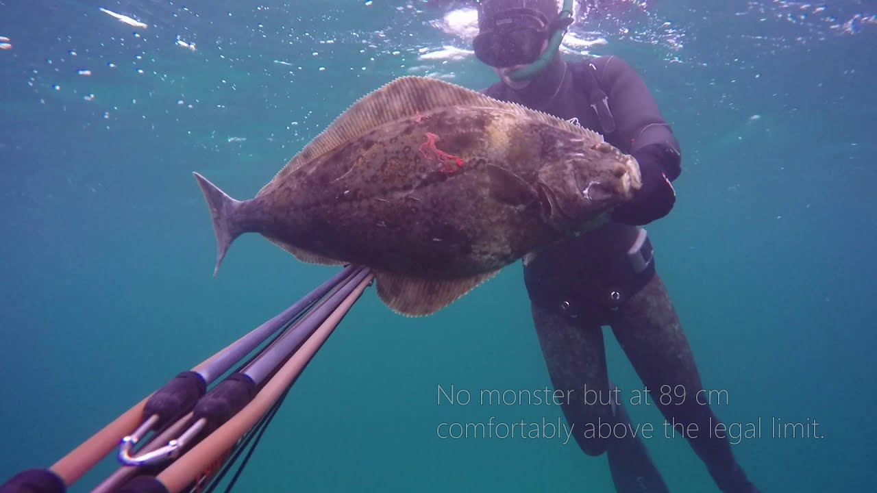 Spearfishing Lofoten 2020 - searching for halibut in northern Norway