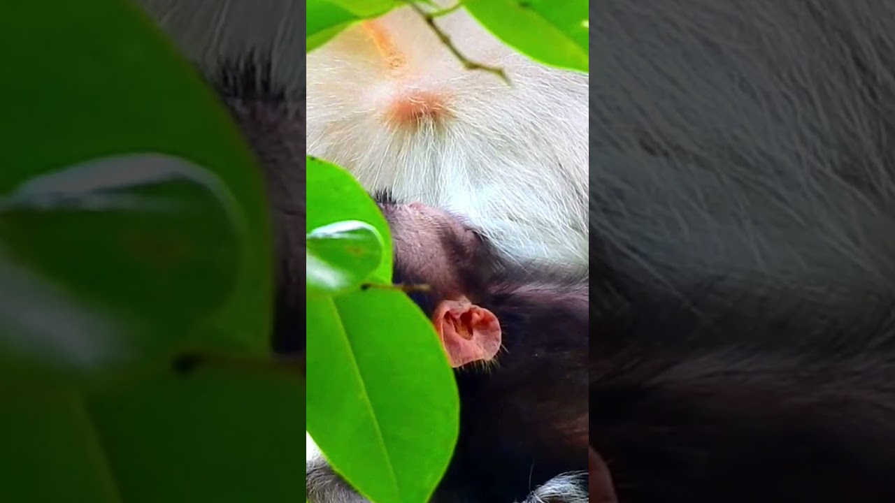 Loving Cute Babies Monkey Of Wildlife 🐒 pitiful