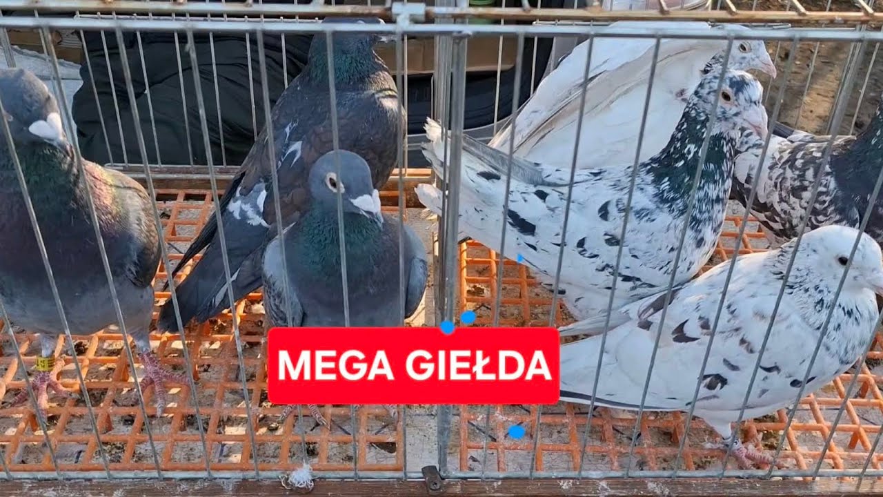 TARG GIEŁDA GOŁĘBI W NIERADZIE 22 03 2026👍