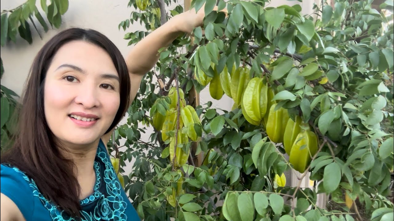 Gởi Hình Ảnh Thu Hoạch Cây Trái Mùa Đông Ở Mỹ Tặng Fan Thương Mến Phương Xa
