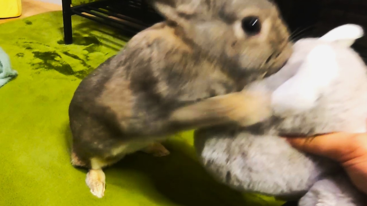 おともだち(チンチラのぬいぐるみ)に襲い掛かるうさぎ
