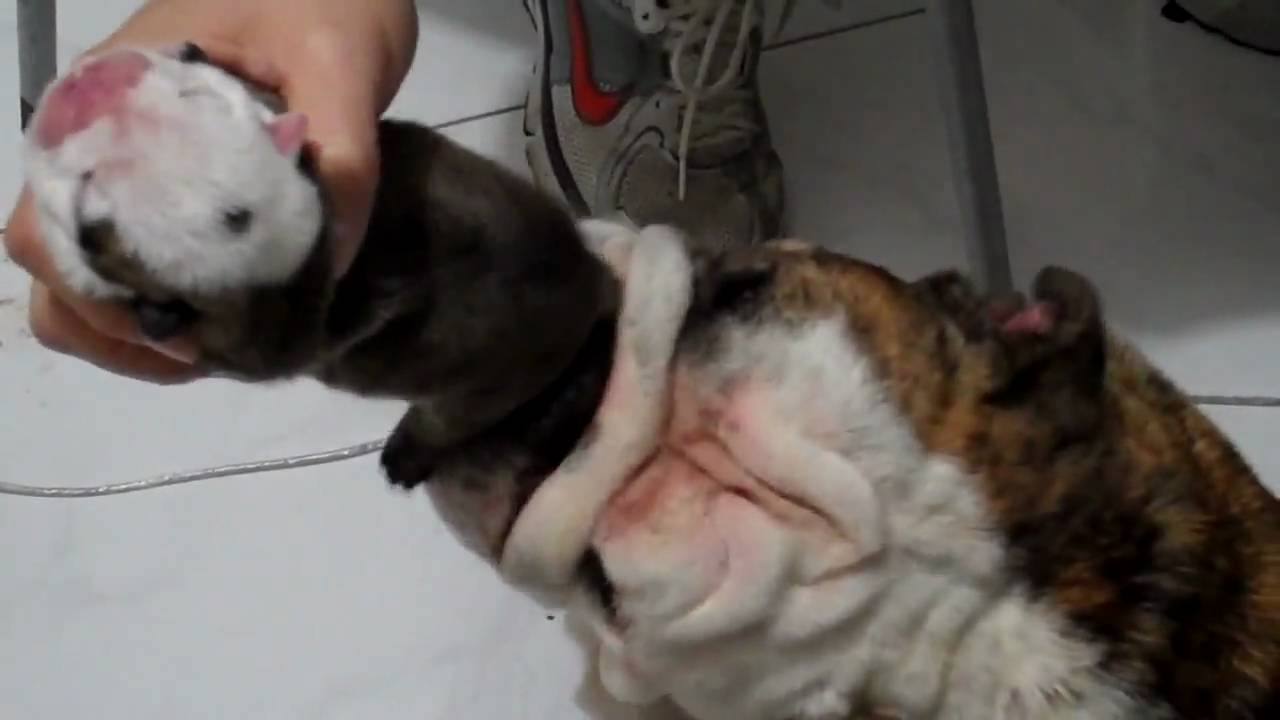 English Bulldog Puppies Tube Feeding With The Best Puppy Milk Replacer