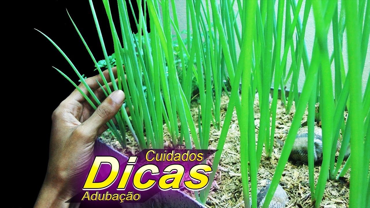 Como Cultivar Cebolinha |DICAS, CUIDADOS, ADUBAÇÃO|