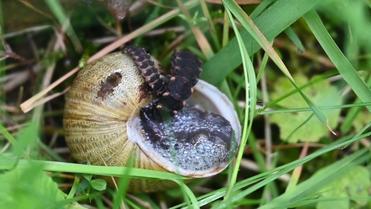 THE MYSTERIOUS FALSE FIREFLY LARVA – A HIDDEN PREDATOR IN NATURE