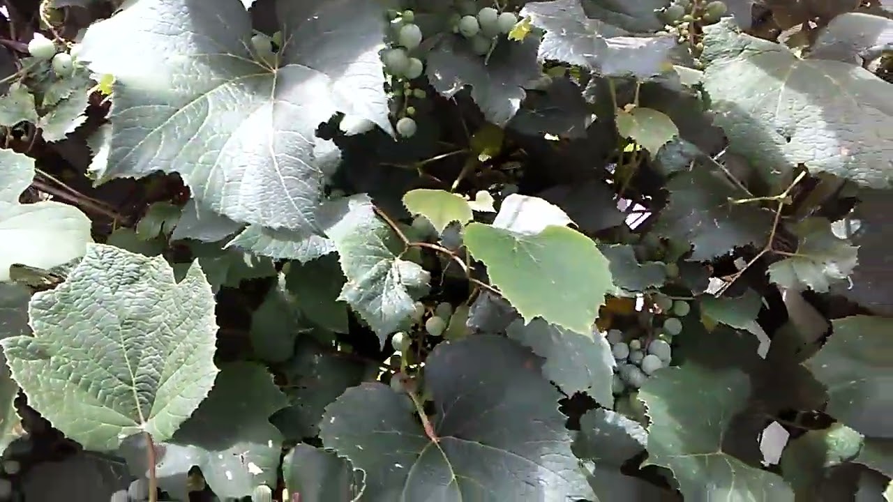 July 25 2017. The grapevines were loaded.