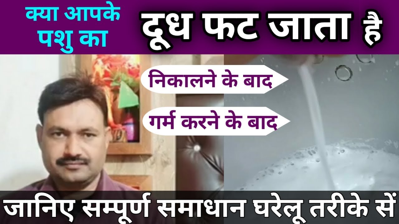 गाय का दूध फट रहा है 100 % घरेलू समाधान Milk Ejaculation Problem solution  dd ramawat