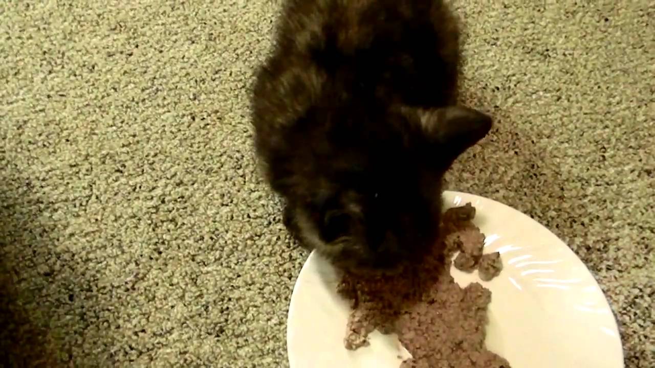 Starving Kitty?