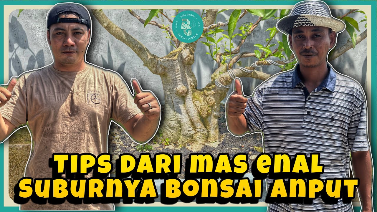 Tips menyuburkan bonsai anting putri || percabangan gemuk semua