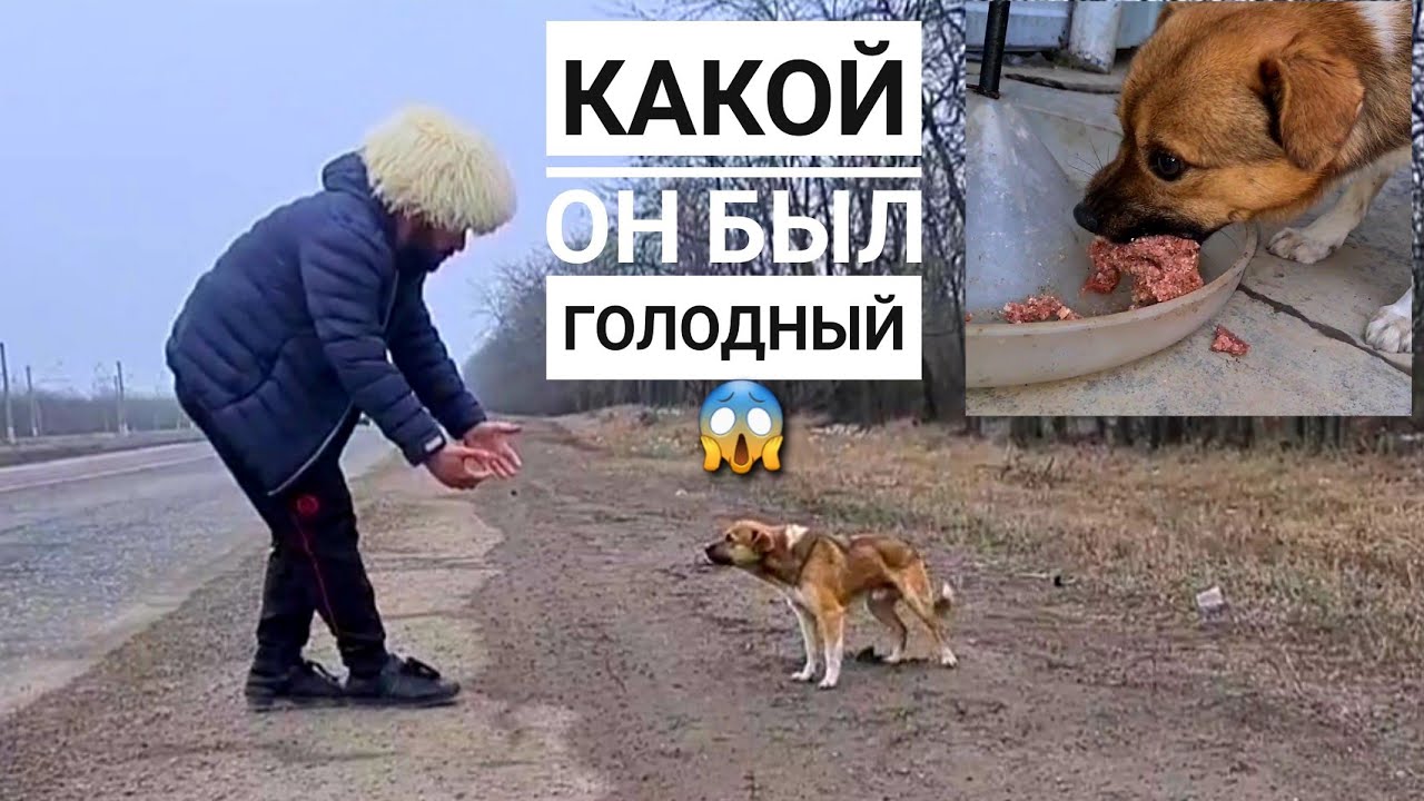 На наших глазах его выкинули на трассу погибать😱 ЗИМОЙ! Реакция мамы на 13 подобрыша🙊
