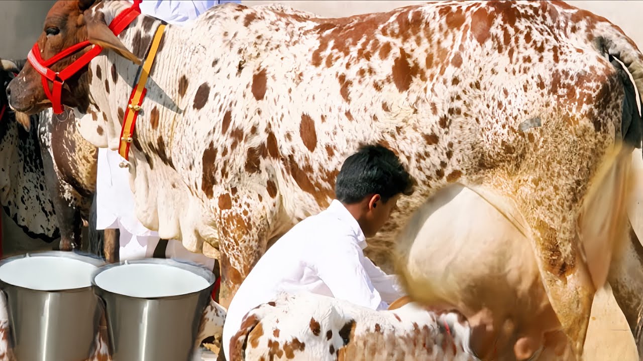 Biggest Udder Rathi Cow  || Rathi Gay Ki Pehchan or Kimat