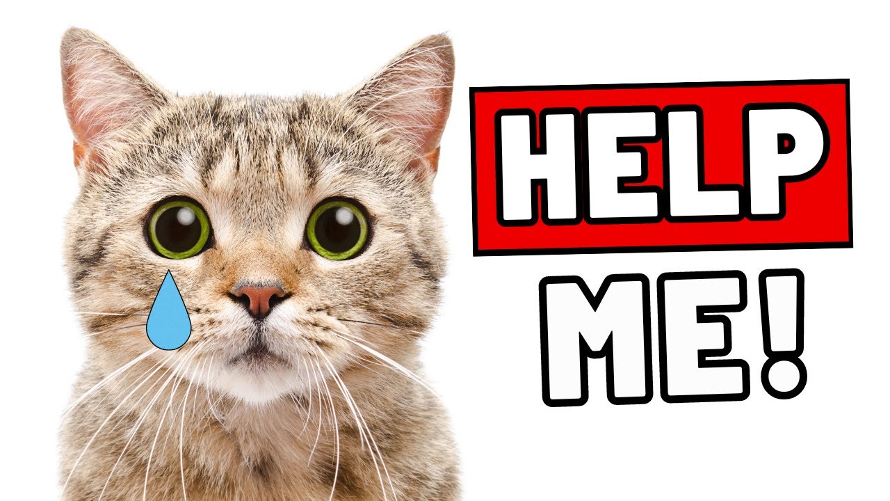 13 тревожных признаков того, что ваша кошка тайно подавлена ​​— НИКОГДА НЕ ИГНОРИРУЙТЕ!